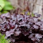 Heuchera Plant – Palace Purple