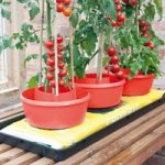 Plant Halos – Red (Pack of 3)