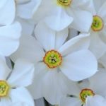 Daffodil Sagana Bulbs