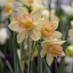 Daffodil Blushing Lady