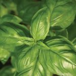 Herb (Organic) Seeds – Basil Genovese