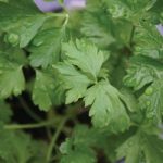 Herb (Organic) Seeds – Parsley Italian Giant
