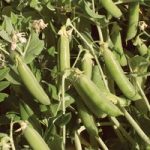 Pea (Organic) Seeds – Ambassador