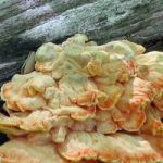 Mushrooms Dowels Chicken of the Woods