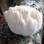 Mushrooms Hericium Dowels