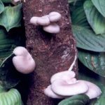 Mushroom Tree Oyster Dowells