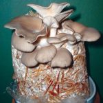 Mushroom Spawn Oyster Spawn