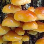 Mushroom Log – Winter