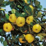 Quince Vranja Organic Quince A Rootstock 3.6-4.5m