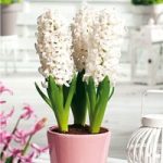 Hyacinth White Pearl(3)