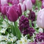 Tulip, Hyacinth and Anemone Collection