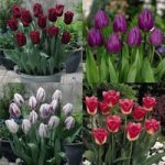 Tulip Collection Bulbs