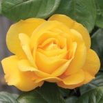Rose ‘Arthur Bell’