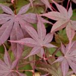 Acer Palmatum Plant – Bloodgood