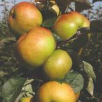 Apple (Malus) Bramleys Seedling (MM106)