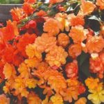 Begonia x tuberhybrida Apricot Shades Improved F1 Hybrid