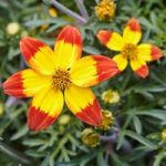 Bidens Red Yellow Centre