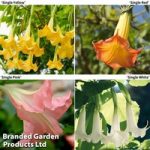 Brugmansia Collection