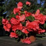 Begonia Tubers – Scented Pink
