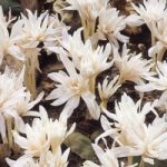 Colchicum Bulbs – autumnale Alboplenum