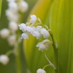 Lily of the Valley – Convallaria Majalis