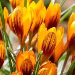 Crocus Jumbo Bulbs – Orange Monarch