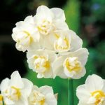 Daffodil (Double) Bulbs – Cheerfulness
