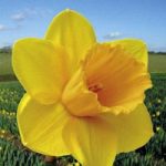 Daffodil (Cornish) Bulbs – Trelawney Gold