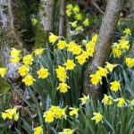 Daffodil (Native British) Bulbs