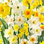 Daffodil Bulbs – Large Cup Mix