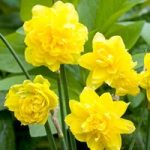 Daffodil (Cornish) Bulbs – Pencrebar