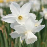 Daffodil (Cornish) Miniature Bulbs – Niveth