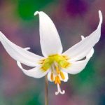 Erythronium dens-canis Bare Roots – White Beauty