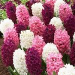 Hyacinth Bulbs – Pretty in Pink