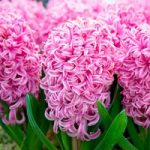 Hyacinth Bulbs – Pink Pearl