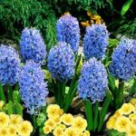 Hyacinth Delft Blue Organic