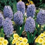 Hyacinth Bulbs – Delft Blue