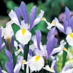 Iris Hollandica Bulbs – Silver Beauty