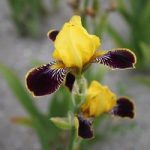 Iris Germanica Bulbs – Bumblebee Deelite