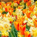 Tulip & Narcissus Bulbs – Fireworks Mix