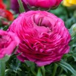 Ranunculus Bulbs – Pink