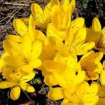 Sternbergia Bulbs – lutea
