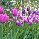 Tulip Bulbs – Purple Passion