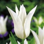Tulip Bulbs – Tres Chic