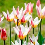 Tulip Bulbs – Ice Stick