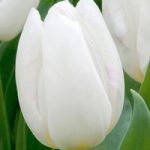 Tulip (Early Single) Bulbs – White Prince