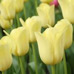 Tulip Bulbs – World Friendship