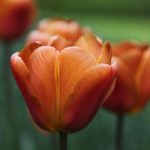 Tulip (Triumph) Bulbs – Brown Sugar