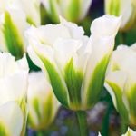 Tulip Bulbs – Spring Green
