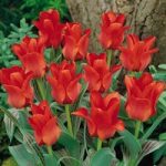Tulip Bulbs – Red Riding Hood (Single)